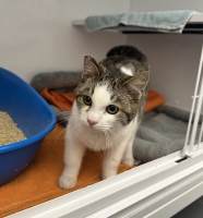 thumb_Santa Claus Fundtiereseite thumb_Santa Claus Fundtiereseite